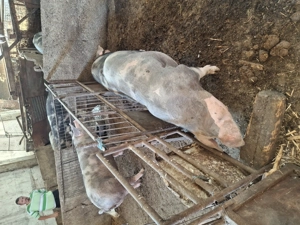 Porci de crăciun rasă de carne  - imagine 3