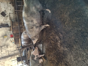 Porci de crăciun rasă de carne  - imagine 4