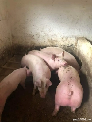 porci de carne  - imagine 2 porci de carne  - imagine 2