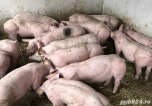 porci de carne  - imagine 3