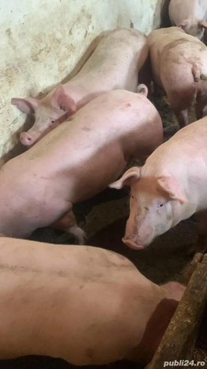 porci de carne  - imagine 5