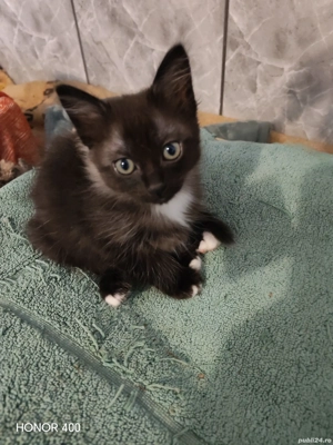 Puiuți Pisică Birmaneză  - imagine 2
