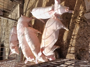 Purcei de vanzare - imagine 3