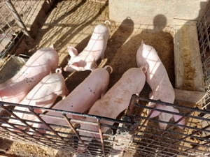 Purcei de vanzare - imagine 2