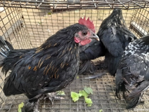 Cocosei mii de flori 