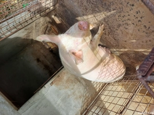 Porc de vanzare - imagine 3