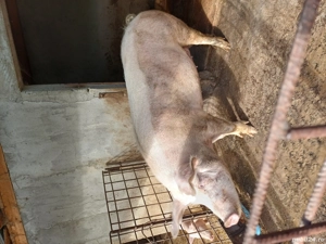 Porc de vanzare - imagine 2