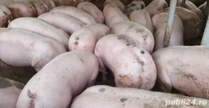 porci de carne  - imagine 2 porci de carne  - imagine 2