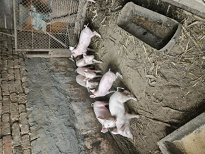 Vând purcei varsta 2 luni