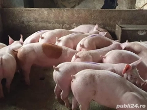 porci de carne  - imagine 3 porci de carne  - imagine 3