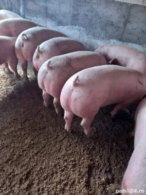 porci de carne  - imagine 3 porci de carne  - imagine 3