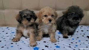 vand cateii bichoni - imagine 2 vand cateii bichoni - imagine 2