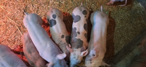 Purcei rasa pietrean 