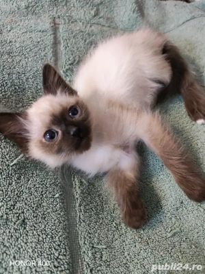 Puiuți Pisică Birmaneză  - imagine 3