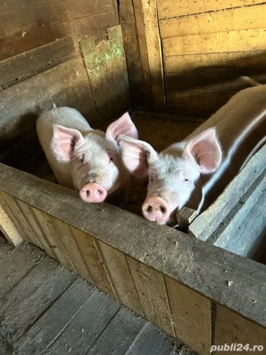 vand porci  - imagine 4