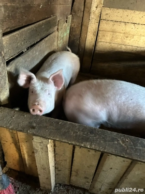 vand porci  - imagine 3