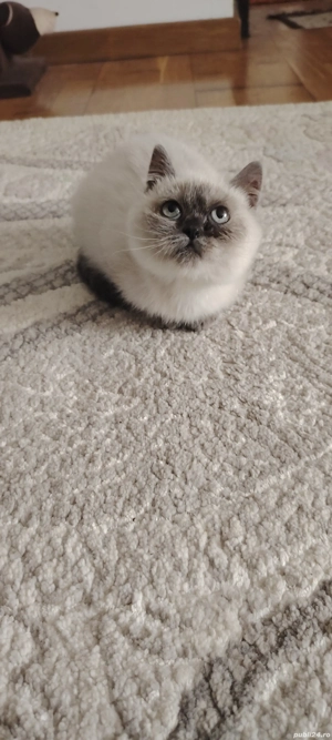 Pui british shorthair colour point - imagine 3 Pui british shorthair colour point - imagine 3