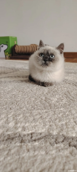 Pui british shorthair colour point - imagine 2 Pui british shorthair colour point - imagine 2