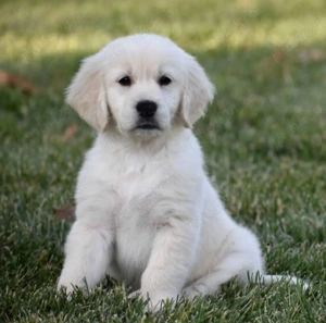 Catelusi Golden Retriever de Vanzare in Bucuresti, Femele și Masculi, Rasă Pură, Livrare! - imagine 2