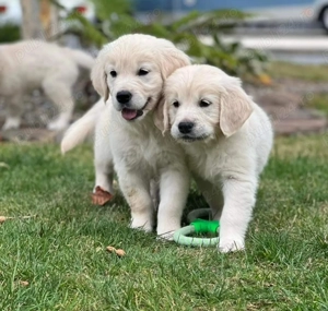 Catelusi Golden Retriever de Vanzare in Bucuresti, Femele și Masculi, Rasă Pură, Livrare!