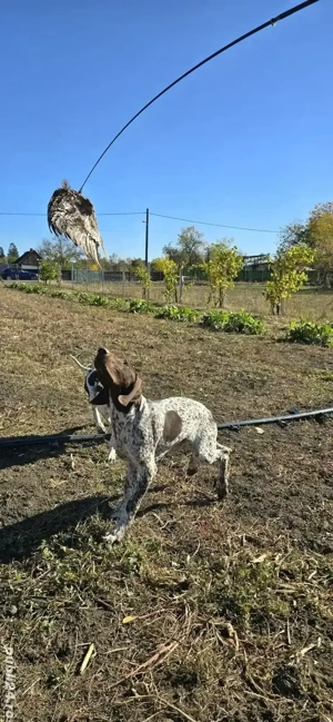 De vânzare brac german