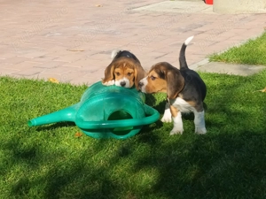 Pui beagle tricolor 8 saptamani