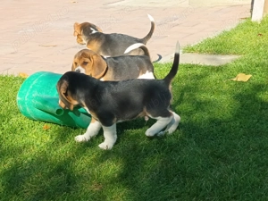 Pui beagle tricolor 
