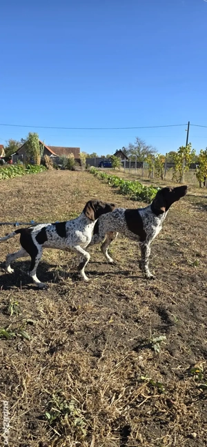 De vânzare brac german - imagine 2