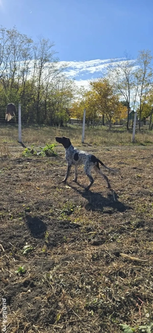 De vânzare brac german - imagine 3