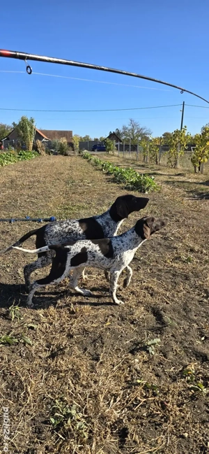 De vânzare brac german - imagine 5