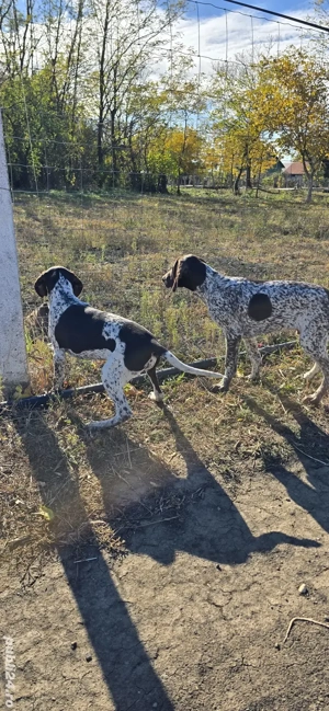 De vânzare brac german - imagine 4