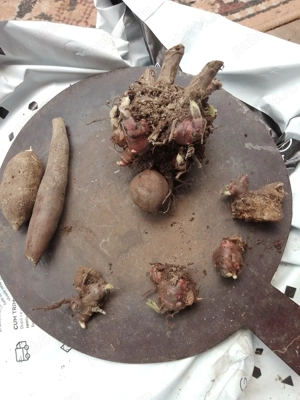 vand rizomi de yacon