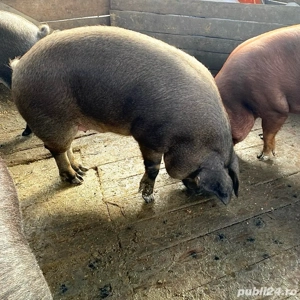 Porci duroc 