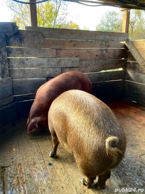 De vanzare Porci duroc  - imagine 3