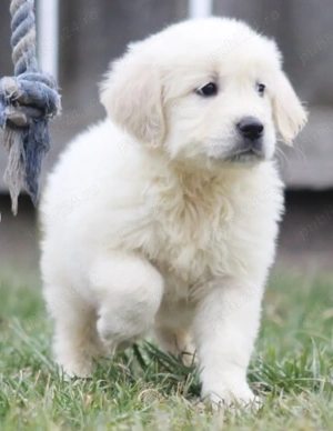 Catel rasa pura Golden Retriever de vanzare in Iasi. Livrare! - imagine 2
