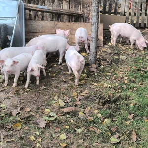 purcei de vânzare  - imagine 2