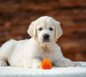 Catei rasa pura Golden Retriever de vanzare in Craiova. Livrare!