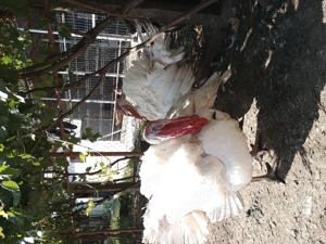 Vând Curcani sau Curci