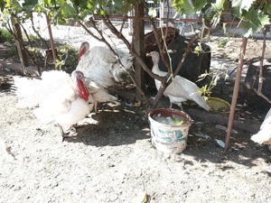 Vând Curcani sau Curci - imagine 2 Vând Curcani sau Curci - imagine 2