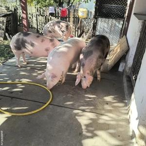 porci de vânzare  - imagine 2