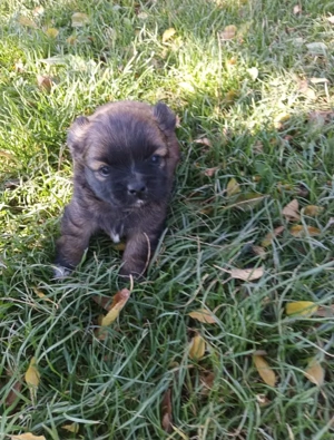 Catelusi pechinezi de vânzare  - imagine 2