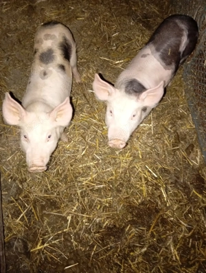 Purcei de vanzare!!! 