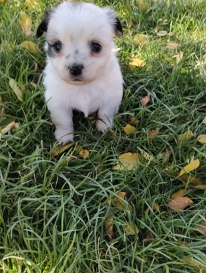 Catelusi pechinezi de vânzare  - imagine 4