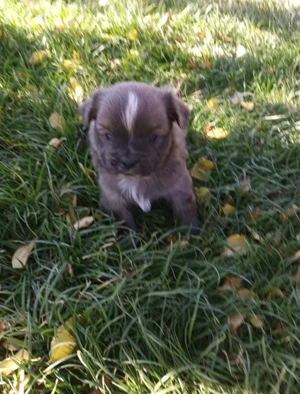 Catelusi pechinezi de vânzare  - imagine 3