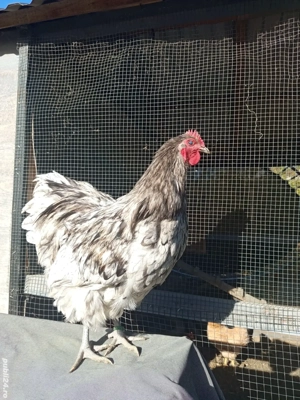 Cocosi orpington  - imagine 2 Cocosi orpington  - imagine 2