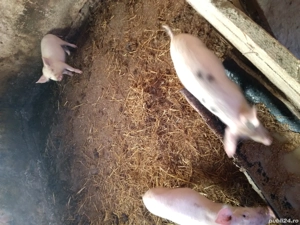 vand purcei marele alb cu pietrean  - imagine 2