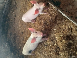 vand purcei marele alb cu pietrean  - imagine 5