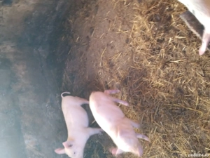 vand purcei marele alb cu pietrean 