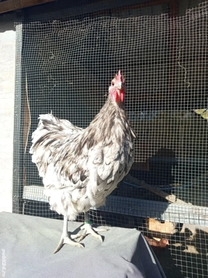 Cocosi orpington  - imagine 3 Cocosi orpington  - imagine 3