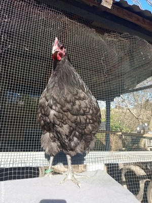 Cocosi orpington  - imagine 5 Cocosi orpington  - imagine 5